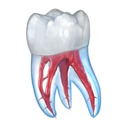 Dental 3D Illustrations logo