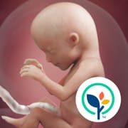 Pregnancy App & Baby Tracker logo